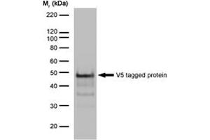 Image no. 2 for anti-V5 Epitope Tag antibody (ABIN7472931) (V5 Epitope Tag 抗体)