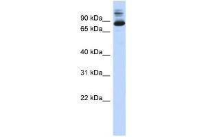 Western Blotting (WB) image for anti-SIX Homeobox 4 (SIX4) antibody (ABIN2458376) (SIX4 抗体)