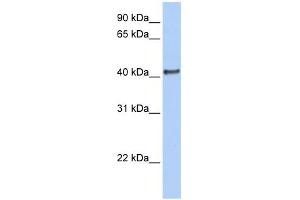 WB Suggested Anti-DMRT1 Antibody Titration:  0. (DMRT1 抗体  (N-Term))