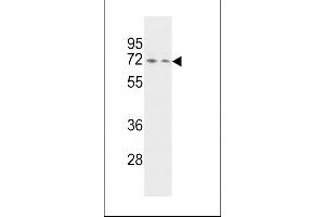 Western blot analysis of HNRPQ Antibody (C-term) (ABIN392324 and ABIN2841972) in Hela and Jurkat cell line lysates (35 μg/lane). (HNRPQ 抗体  (C-Term))