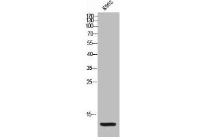 Western Blot analysis of K562 cells using MIP-1b Polyclonal Antibody (CCL4L1 抗体  (Internal Region))