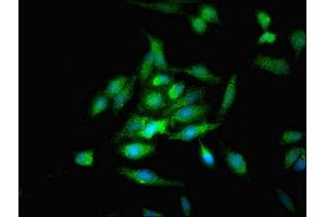 Immunofluorescence (IF) image for anti-Optic Atrophy 3 (Autosomal Recessive, with Chorea and Spastic Paraplegia) (OPA3) (AA 25-179) antibody (ABIN7162247)