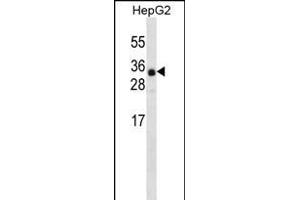 ANR46 Antibody (N-term) (ABIN656339 and ABIN2845639) western blot analysis in HepG2 cell line lysates (35 μg/lane). (ANKRD46 抗体  (N-Term))