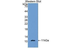Western Blotting (WB) image for anti-Pro-Platelet Basic Protein (Chemokine (C-X-C Motif) Ligand 7) (PPBP) (AA 40-113) antibody (ABIN1172793) (CXCL7 抗体  (AA 40-113))