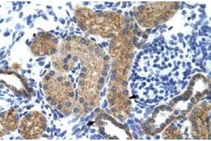 Immunohistochemical staining (Formalin-fixed paraffin-embedded sections) of human kidney with GTF3C5 polyclonal antibody  at 4-8 ug/mL working concentration. (GTF3C5 抗体  (N-Term))