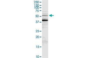MDM4 MaxPab rabbit polyclonal antibody. (MDM4-binding Protein 抗体  (AA 1-490))