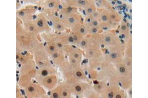 IHC-P analysis of liver tissue, with DAB staining. (SGK2 抗体  (AA 40-311))