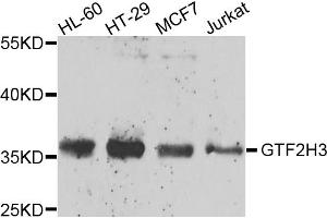 Western blot analysis of extracts of various cell lines, using GTF2H3 antibody (ABIN5974322) at 1/1000 dilution. (GTF2H3 抗体)