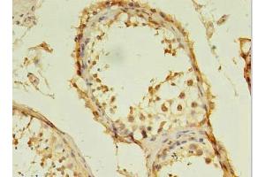 Immunohistochemistry of paraffin-embedded human testis tissue using ABIN7171830 at dilution of 1:100 (TSGA13 抗体  (AA 1-275))