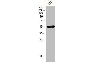 Western Blot analysis of 3T3 cells using EDG-7 Polyclonal Antibody (LPAR3 抗体  (C-Term))