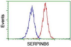 Image no. 2 for anti-serpin Peptidase Inhibitor, Clade B (Ovalbumin), Member 6 (SERPINB6) antibody (ABIN1500892) (SERPINB6 抗体)