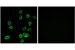 Immunofluorescence (IF) image for anti-ATP Synthase, H+ Transporting, Mitochondrial Fo Complex, Subunit C3 (Subunit 9) (ATP5G3) (N-Term) antibody (ABIN1850826) (ATP5G3 抗体  (N-Term))