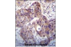 Immunohistochemistry (Paraffin-embedded Sections) (IHC (p)) image for anti-Kallikrein 6 (KLK6) (AA 1-30), (N-Term) antibody (ABIN652195)