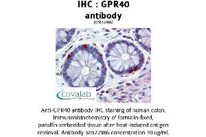 Image no. 1 for anti-Free Fatty Acid Receptor 1 (FFAR1) (AA 239-300) antibody (ABIN1735089) (FFAR1 抗体  (AA 239-300))