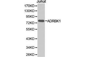 Western Blotting (WB) image for anti-Adrenergic, Beta, Receptor Kinase 1 (ADRBK1) antibody (ABIN1870847) (GRK2 抗体)