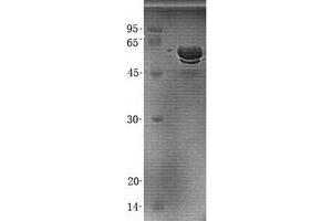 Validation with Western Blot (SERPINB6 Protein (His tag))