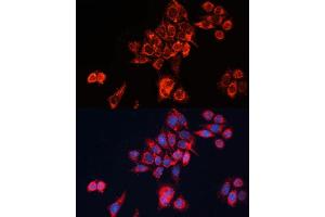 Immunofluorescence (IF) image for anti-Guanine Nucleotide Binding Protein (G Protein), alpha Inhibiting Activity Polypeptide 2 (GNAI2) (AA 1-355) antibody (ABIN7267538)