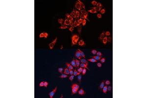 Immunofluorescence analysis of HeLa cells using GN Polyclonal Antibody (ABIN7267538) at dilution of 1:100 (40x lens). (GNAI2 抗体  (AA 1-355))