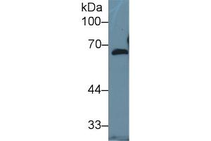 Western Blot; Sample: Human Hela cell lysate; Primary Ab: 1µg/ml Rabbit Anti-Mouse FBLN5 Antibody Second Ab: 0. (Fibulin 5 抗体  (AA 327-448))