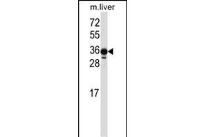 LIMS2 Antibody (C-term) (ABIN657520 and ABIN2846542) western blot analysis in mouse liver tissue lysates (35 μg/lane). (LIMS2 抗体  (C-Term))