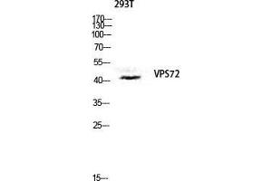 Western Blot (WB) analysis of 293T lysis using VPS72 antibody. (VPS72 抗体  (Internal Region))