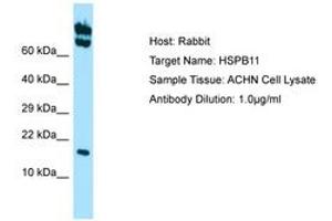 Image no. 1 for anti-Heat Shock Protein Family B (Small), Member 11 (HSPB11) (AA 59-108) antibody (ABIN6749884) (HSPB11 抗体  (AA 59-108))