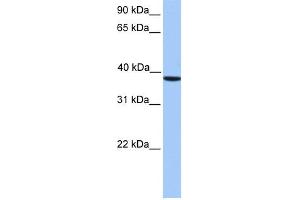 WB Suggested Anti-CSNK2A2 Antibody Titration: 0.