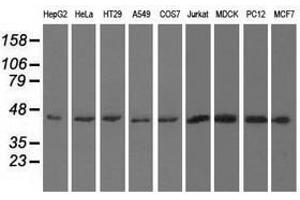 Image no. 2 for anti-U2AF Homology Motif (UHM) Kinase 1 (UHMK1) antibody (ABIN1501672) (UHMK1 抗体)