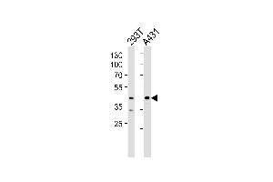 Western blot analysis of lysates from 293T, A431 cell line (from left to right), using CSNK2A1 Antibody (Center) (ABIN1944758 and ABIN2843651). (CSNK2A1/CK II alpha 抗体  (AA 162-195))