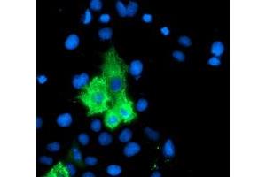 Anti-ALOX15 mouse monoclonal antibody (ABIN2455524) immunofluorescent staining of COS7 cells transiently transfected by pCMV6-ENTRY ALOX15 (RC206621). (ALOX15 抗体)