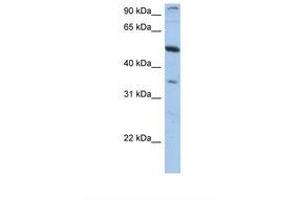 Image no. 1 for anti-Plexin Domain Containing 1 (PLXDC1) (AA 74-123) antibody (ABIN6749741) (PLXDC1 抗体  (AA 74-123))