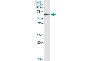 Immunoprecipitation of DHCR24 transfected lysate using anti-DHCR24 MaxPab rabbit polyclonal antibody and Protein A Magnetic Bead , and immunoblotted with DHCR24 purified MaxPab mouse polyclonal antibody (B01P) . (Seladin 1 抗体  (AA 1-516))