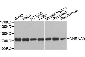 Western blot analysis of extracts of various cell lines, using CHRNA9 antibody. (CHRNA9 抗体)
