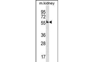 Mouse Ccna1 Antibody (Center) (ABIN1537914 and ABIN2838339) western blot analysis in mouse kidney tissue lysates (35 μg/lane). (Cyclin A1 抗体  (AA 162-188))