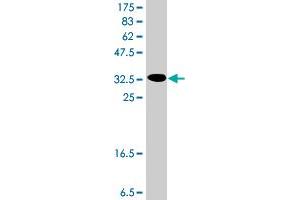 Western Blotting (WB) image for anti-Potassium Inwardly-Rectifying Channel, Subfamily J, Member 11 (KCNJ11) (AA 301-390) antibody (ABIN561585)