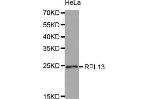 Western Blotting (WB) image for anti-Ribosomal Protein L13 (RPL13) (AA 1-211) antibody (ABIN1682571) (RPL13 抗体  (AA 1-211))