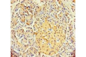 Immunohistochemistry of paraffin-embedded human pancreatic tissue using ABIN7171175 at dilution of 1:100 (SYCN 抗体  (AA 22-134))