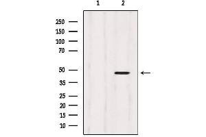 Western blot analysis of extracts from 293, using CtBP2 Antibody. (CTBP2 抗体  (C-Term))
