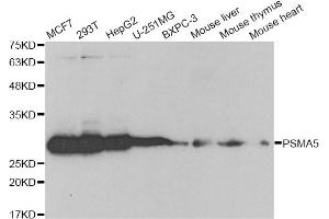 Western blot analysis of extracts of various cell lines, using PSMA5 antibody (ABIN6292510) at 1:1000 dilution. (PSMA5 抗体)