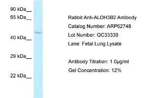 Western Blotting (WB) image for anti-Aldehyde Dehydrogenase 3 Family, Member B2 (ALDH3B2) (C-Term) antibody (ABIN2789234) (ALDH3B2 抗体  (C-Term))