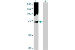 Western Blot analysis of PHF1 expression in transfected 293T cell line by PHF1 MaxPab polyclonal antibody. (PHF1 抗体  (AA 1-567))