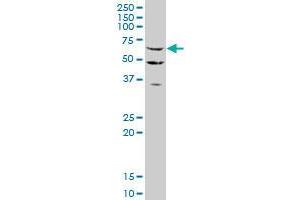 STAU2 monoclonal antibody (M03), clone 6F9. (Double-stranded RNA-binding protein Staufen homolog 2 (STAU2) (AA 2-90) 抗体)