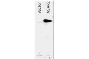 Image no. 1 for anti-ArfGAP with GTPase Domain, Ankyrin Repeat and PH Domain 2 (AGAP2) (AA 1-836), (N-Term) antibody (ABIN401036) (AGAP2 抗体  (N-Term))