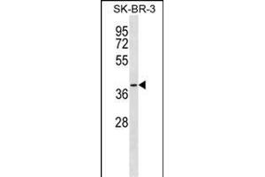 SFXN3 Antibody (C-term) (ABIN1537061 and ABIN2849990) western blot analysis in SK-BR-3 cell line lysates (35 μg/lane). (SFXN3 抗体  (C-Term))