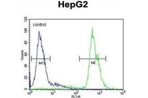 Fow cytometric analysis of HepG2 cells using MAMSTR Antibody (N-term) Cat. (MAMSTR 抗体  (N-Term))