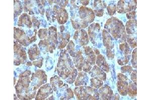 Formalin-fixed, paraffin-embedded human pancreas stained with TOP1MT antibody (TOP1MT/488). (TOP1MT 抗体)