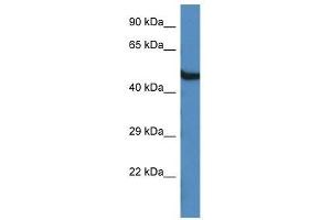 Western Blot showing Oasl1 antibody used at a concentration of 1.