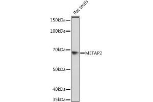 Western blot analysis of extracts of Rat testis, using MET Rabbit mAb (ABIN7268490) at 1:1000 dilution. (METAP2 抗体)