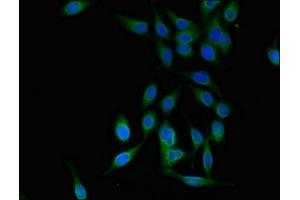 Immunofluorescent analysis of Hela cells using ABIN7151322 at dilution of 1:100 and Alexa Fluor 488-congugated AffiniPure Goat Anti-Rabbit IgG(H+L) (TRIM25 抗体  (AA 81-272))