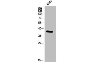Western Blot analysis of A549 cells using GPR100 Polyclonal Antibody (RXFP4 抗体  (C-Term))